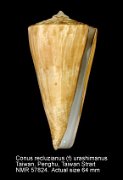 Conus recluzianus (f) urashimanus